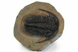 Spectacularly Preserved Acadoparadoxides Trilobite #350245-1